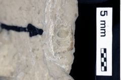 Foto (Detailansicht) von Bullariscus sp. (NHMW-GEO-1990-0041-0505)